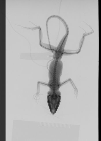 Media type: image;   Herpetology R-189234